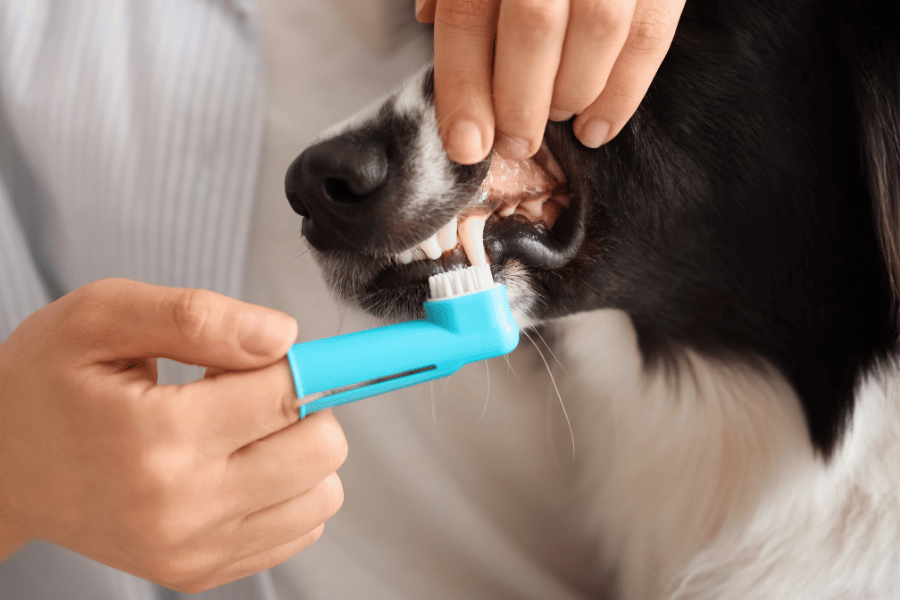 person brushing a dogs teeth