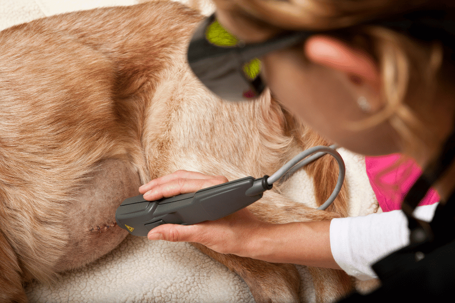 person doing laser therapy treatment on a dog