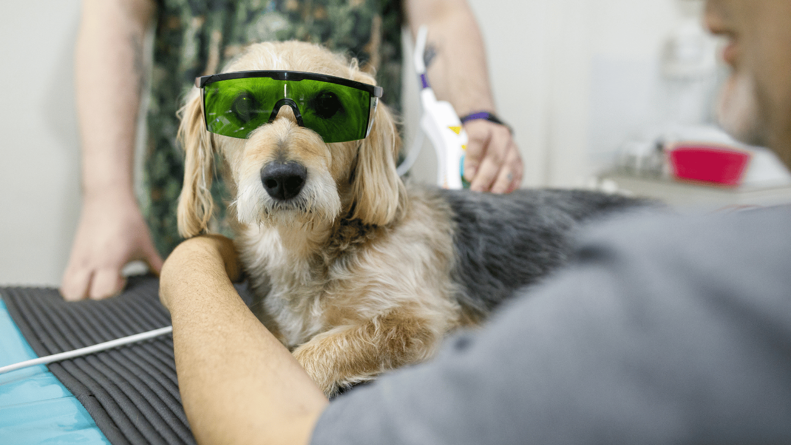 dog wearing laser therapy goggles and getting treatment at the vet